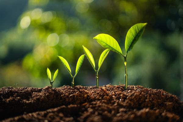 trees-growing-on-the-ground-2025-03-13-00-31-06-utc.jpg