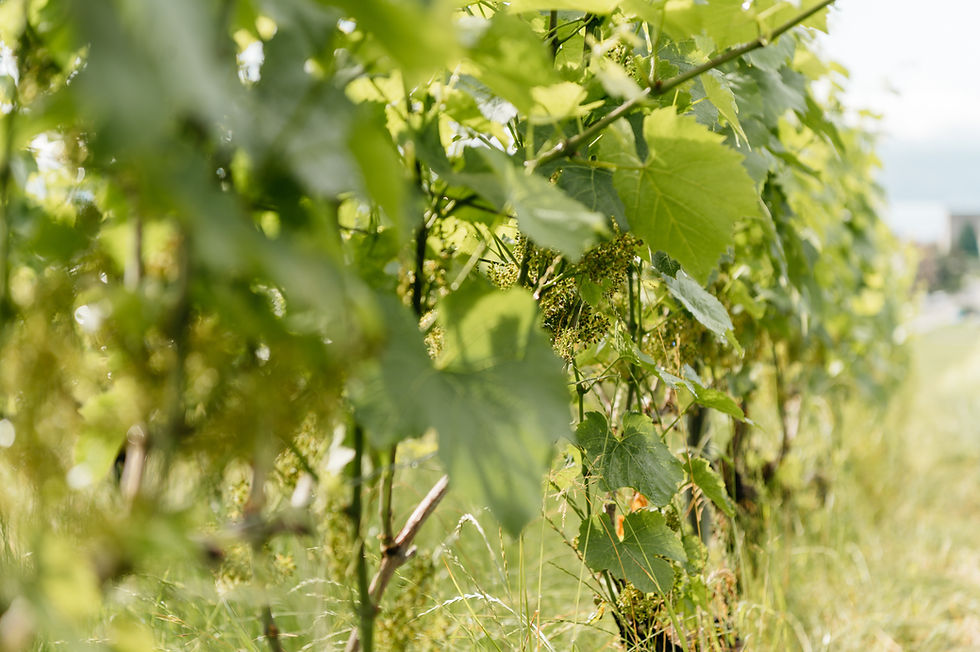 2021-06-21 - Marcy portraits et vigne-RDP_7085.jpg