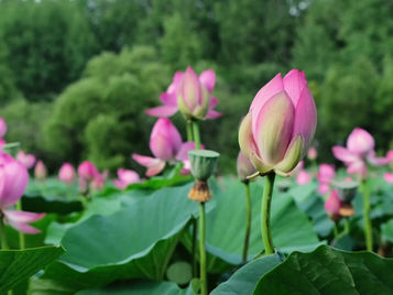 Awakening the Lotus: A Journey Toward Enlightenment 