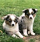 phoebe n piper pup1.JPG