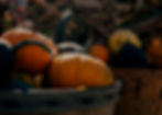 Pumpkins_edited_edited.jpg