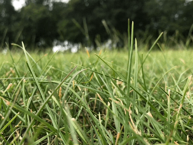 Grass.gif