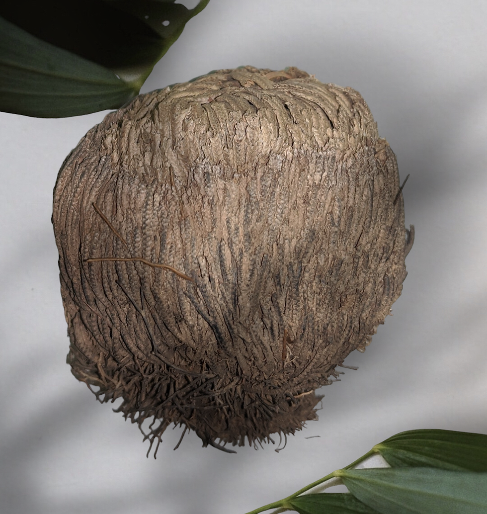 섬네일: Rose of Jericho