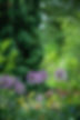 aliums.jpg