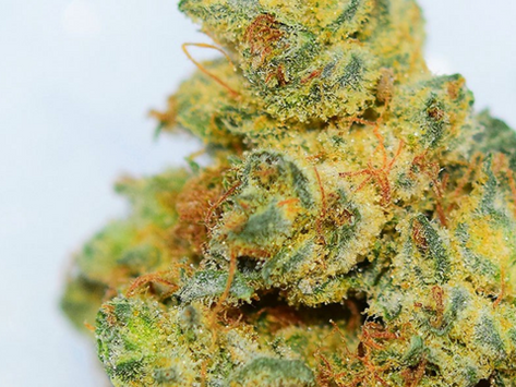 Strain Review: Sativa Dominant Chocolope 