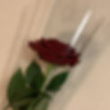 Miniatura: Rosa Vermelha Unidade