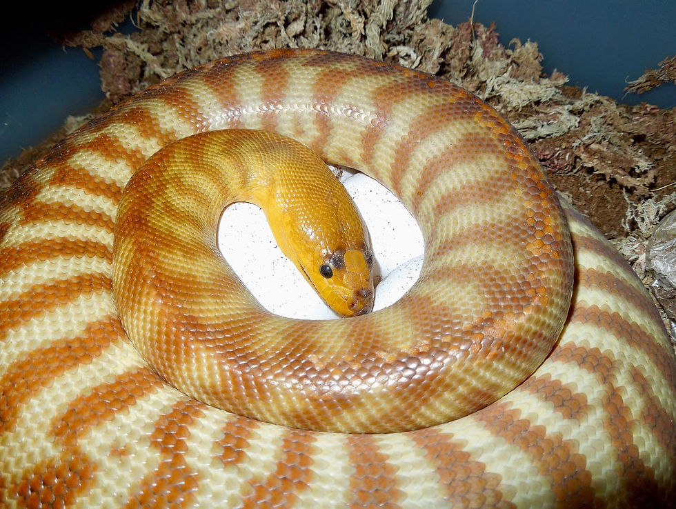 Tangie - Woma Python on Eggs