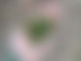 A Guide to Fiddlehead Foraging