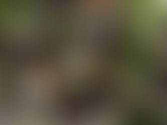 F i d d l e h e a d Beet Salad & Crispy, Saucy, Chicken Wings 