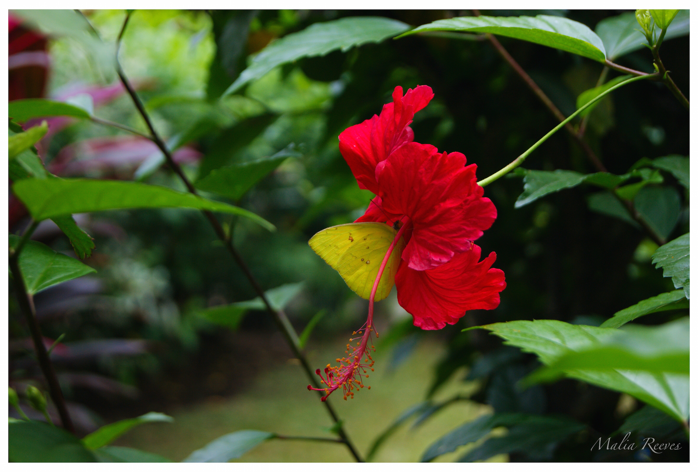 Hibiscus Butterfly