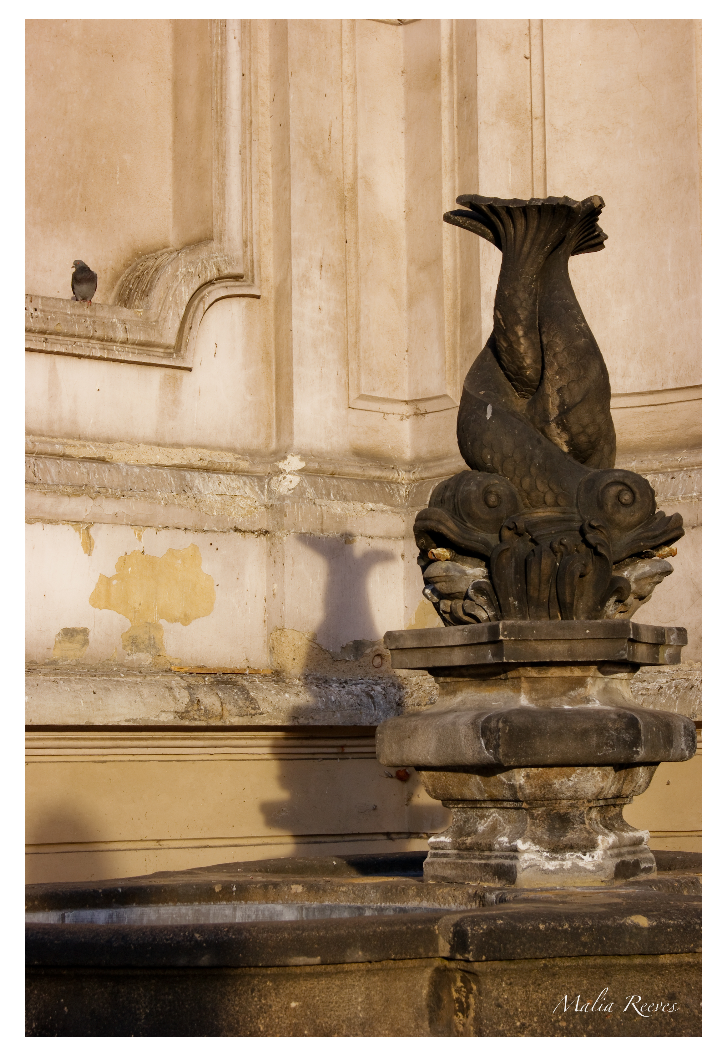 The Fish and the Pigeon