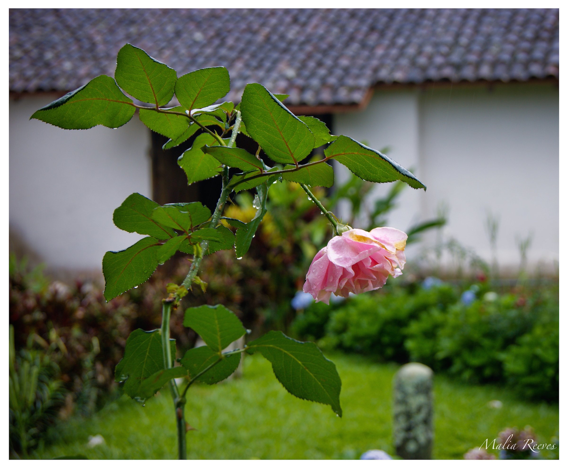 Orosi Rose