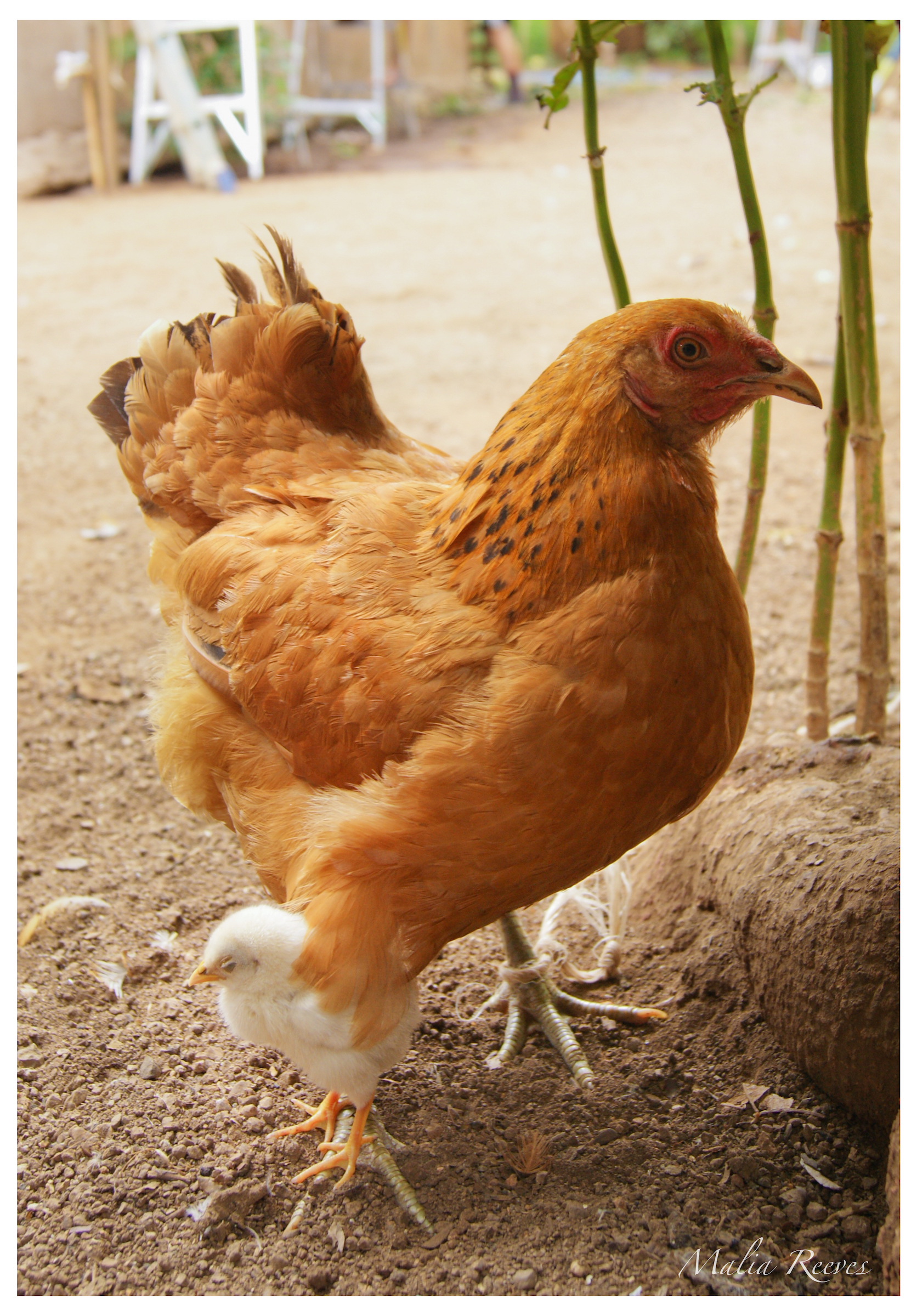 Mama Hen