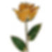 Caramel Gold Rose