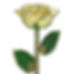 Lemon Sparkle Gold Rose