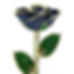Midnight Galaxy Gold Rose