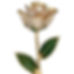 Pearl White Gold Rose
