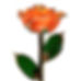 Orange Gold Rose