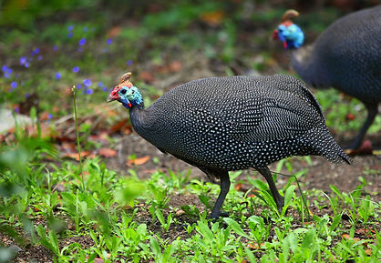 Helmeted-Guinea-Fowl-Me-And-Friend.jpg