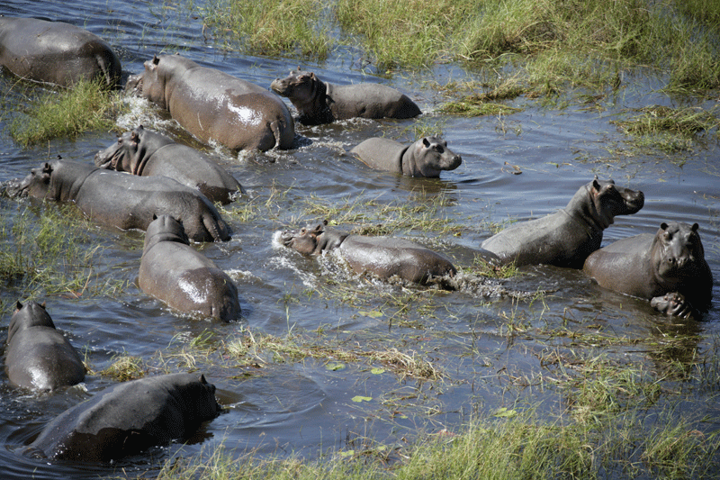 ngwesi-hippo-okavango.gif