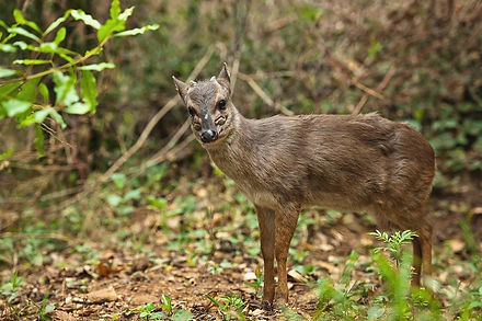 3-blue-duiker-philantomba-monticola-roger-de-la-harpe.jpg