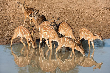 nyala-females-drinking-at-a-watering-hole-tony-camacho.jpg