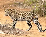 African_leopard.webp
