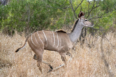greater-kudu-african-antelope-running-in-kruger-park-photo.jpeg