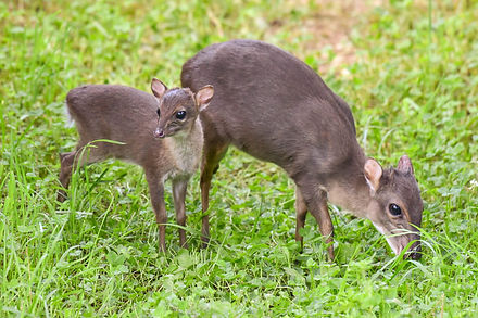 Duiker-Flower-LJ-Profile-1024x683.jpg