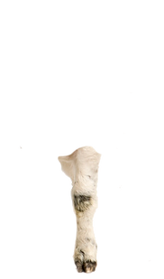 Been.png