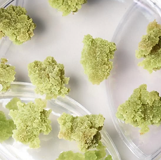 Juniper stem cell extract .png