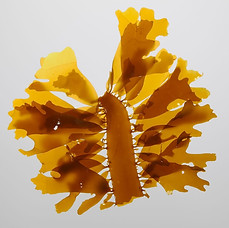Brown Algae Extract.jpg