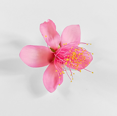Rose myrtle extract.png