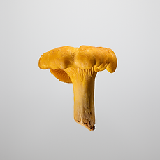 Chanterelle extract.png