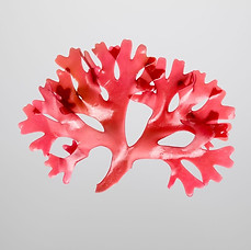 Red algae extract.jpg
