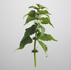 Nettle leaf extract.jpg
