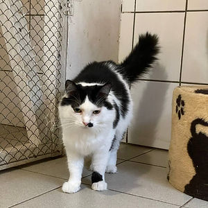 кіт барон.JPG