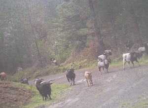 goats.png