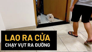 4 BƯỚC TẬP CHO CÚN KHÔNG LAO RA KHỎI NHÀ KHI MỞ CỬA