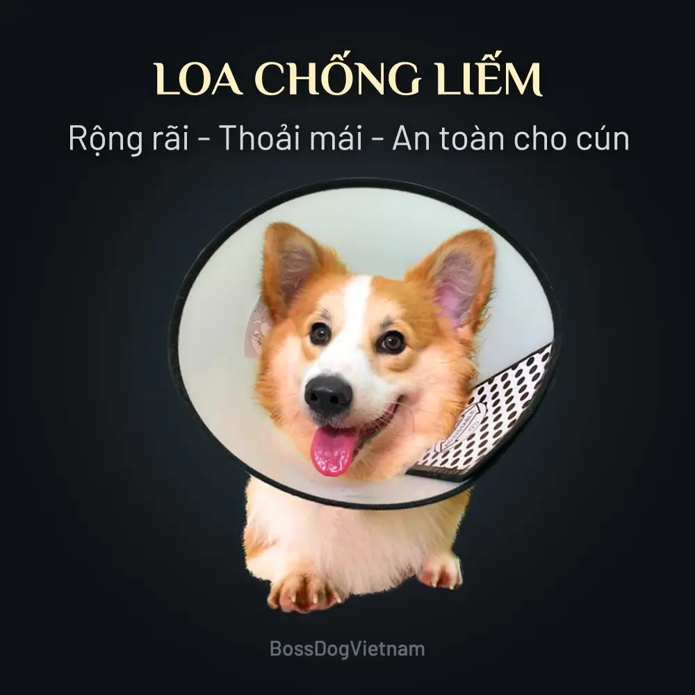 Loa chống liếm phù hợp với mọi dòng cún Phốc sóc, Poodle| BossDog