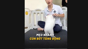 MẸO NHANH DẠY CHÓ BỚT TĂNG ĐỘNG