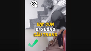 CÁCH DẠY CHÓ ĐI XUỐNG CẦU THANG