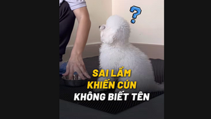 SAI LẦM KHIẾN CHÓ KHÔNG NHẬN BIẾT TÊN