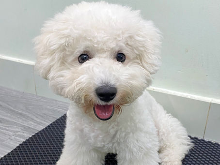 [040] Louis (Bichon đực - Lông trắng)