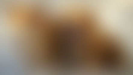 TẬP ĐỒ ĂN MỚI CHO CÚN CON VÀ CÚN LỚN