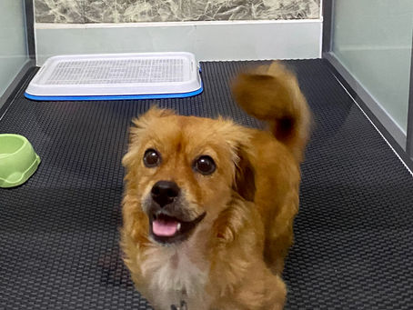 [002] Dollar (Lông vàng)