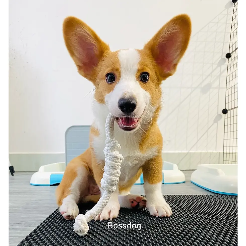 Thumbnail: Thảm huấn luyện chó - Chống trơn trượt & Giữ sạch sàn nhà | BossDog