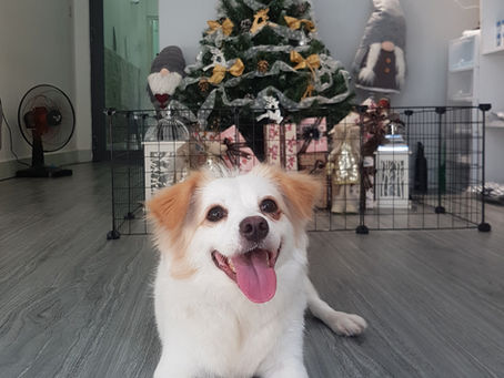 [005] Gấu (Lông trắng tai vàng)