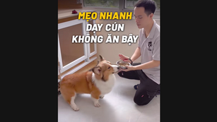 MẸO NHANH DẠY CHÓ KHÔNG ĂN BẬY
