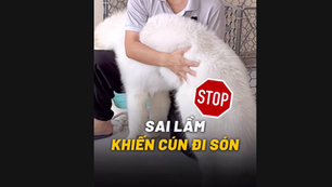 SAI LẦM KHIẾN CHÓ SÓN TÈ